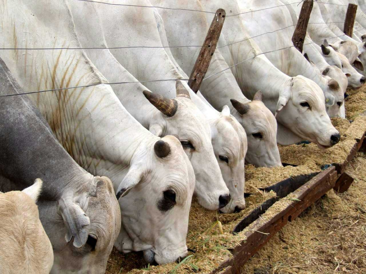 Maio tem inicio a 1ª etapa da Campanha Contra Febre Aftosa (Foto: Emdagro/SE)