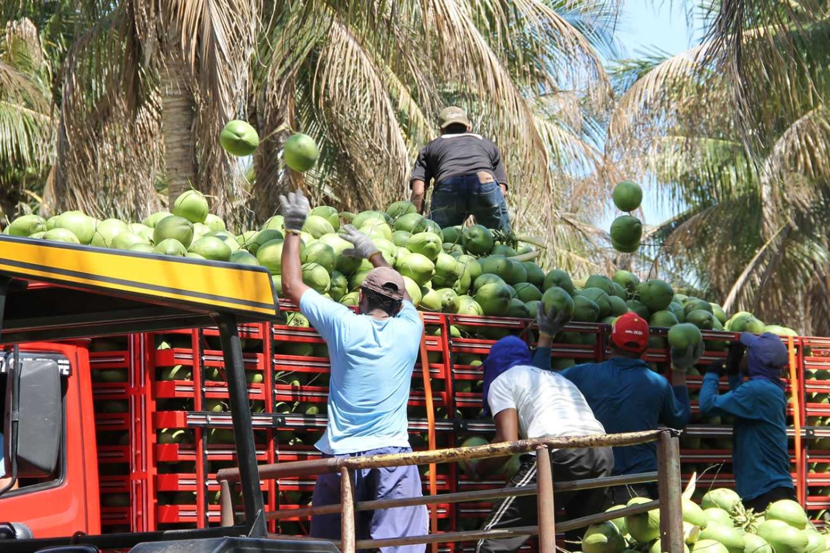 Procura pelo coco verde é cada vez maior, seja para refrescar os turistas, seja para os adeptos da alimentação saudável (Foto: Fernando Augusto/ Cohidro/SE)