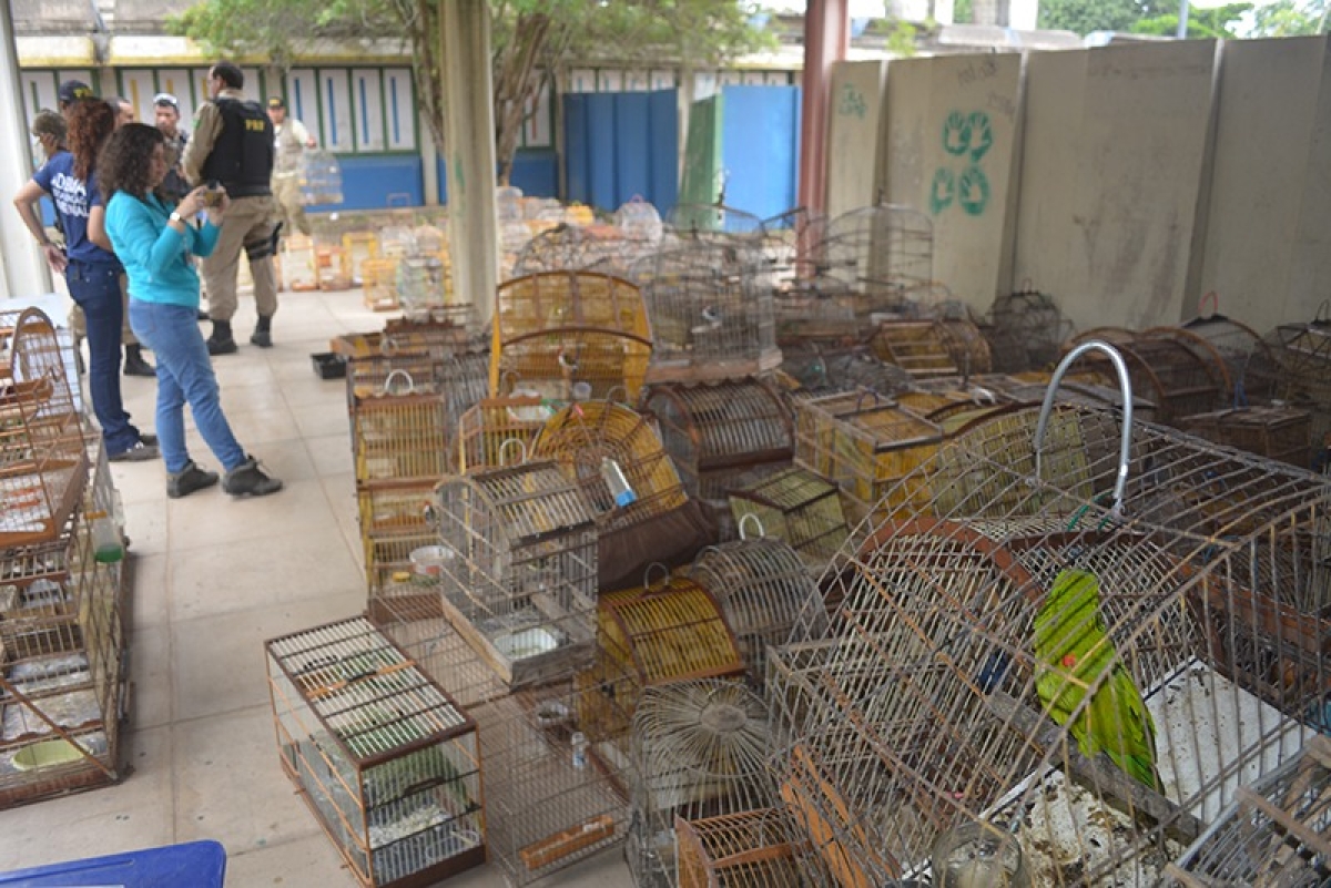 FPI/Sergipe resgata 294 animais silvestres em Japoatã e Propriá (Foto: Assessoria FPI/SE)