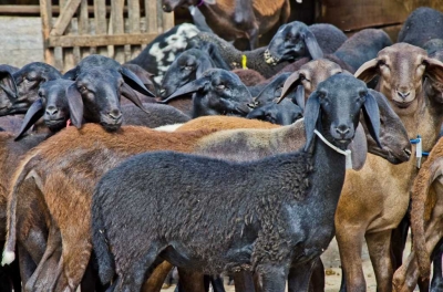 Animais são divididos em lotes e podem ser vistoriados (Foto: Saulo Coelho/ Embrapa)