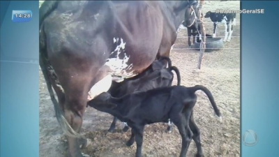 Em parto raro, vaca dá à luz quatro bezerros (Imagem: Reprodução de vídeo/ Balaço Geral/SE/ Via Portal Itnet)