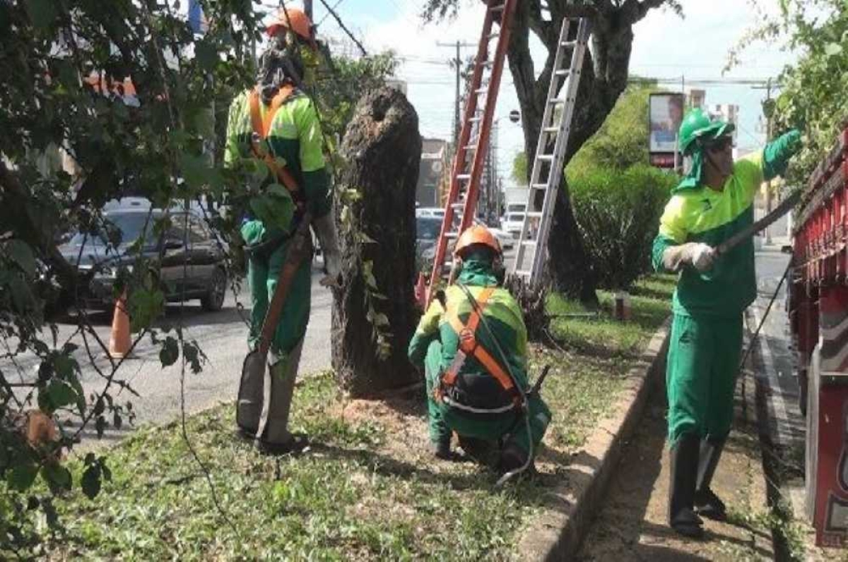 Ativistas afirmam que há poda irregular em Aracaju (Foto: Portal Infonet) 