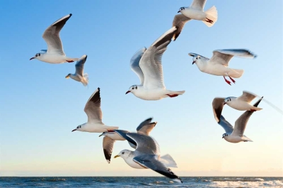 Evento acontece neste sábado, 28 (Foto ilustrativa: Pixabay)