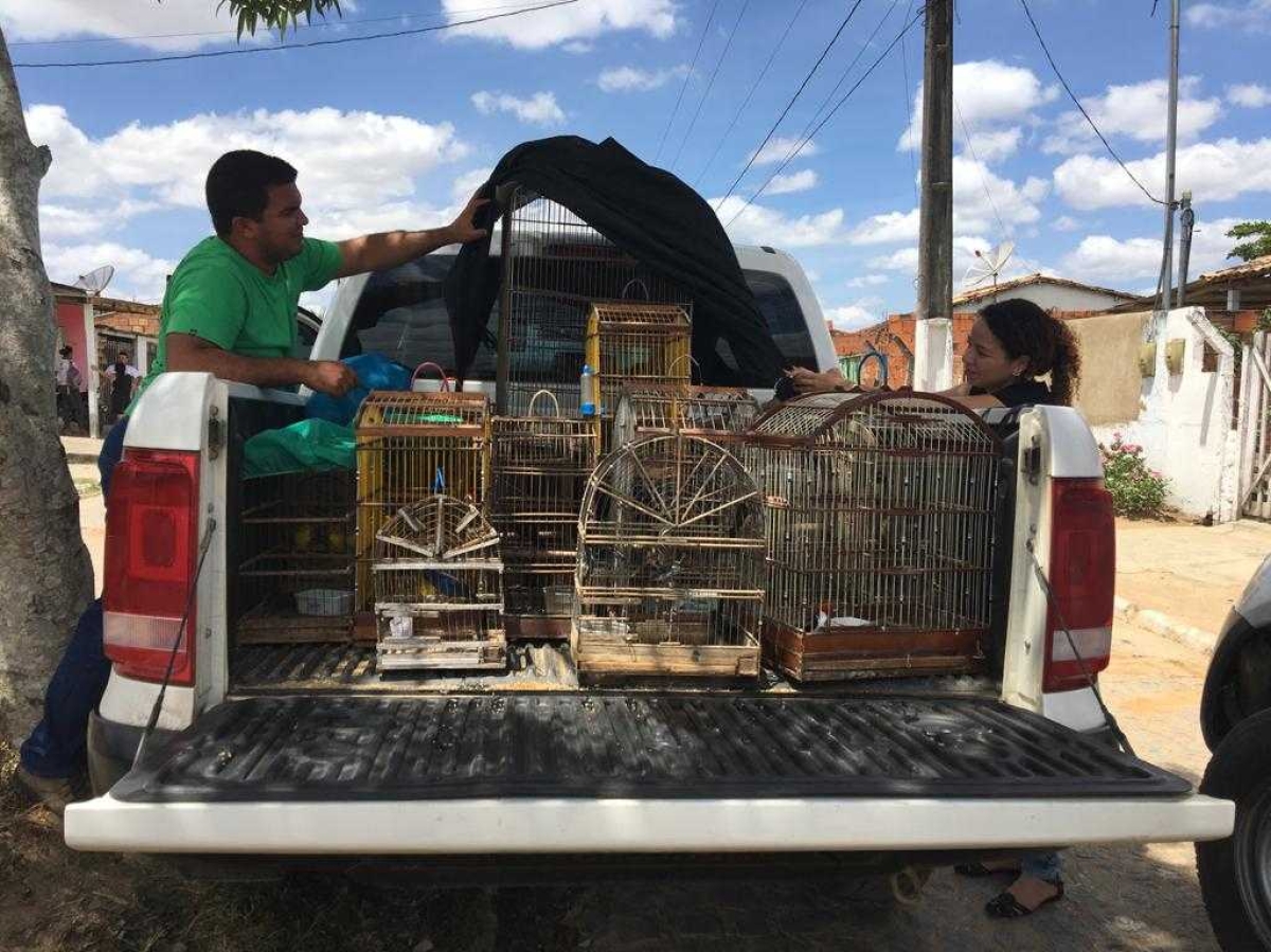 Adema e Polícia Ambiental apreendem animais silvestres em Lagarto (Foto: Assessoria Adema/SE)