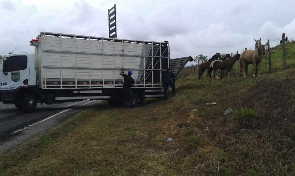 PM retira 11 animais das rodovias estaduais durante ação do BPRv 