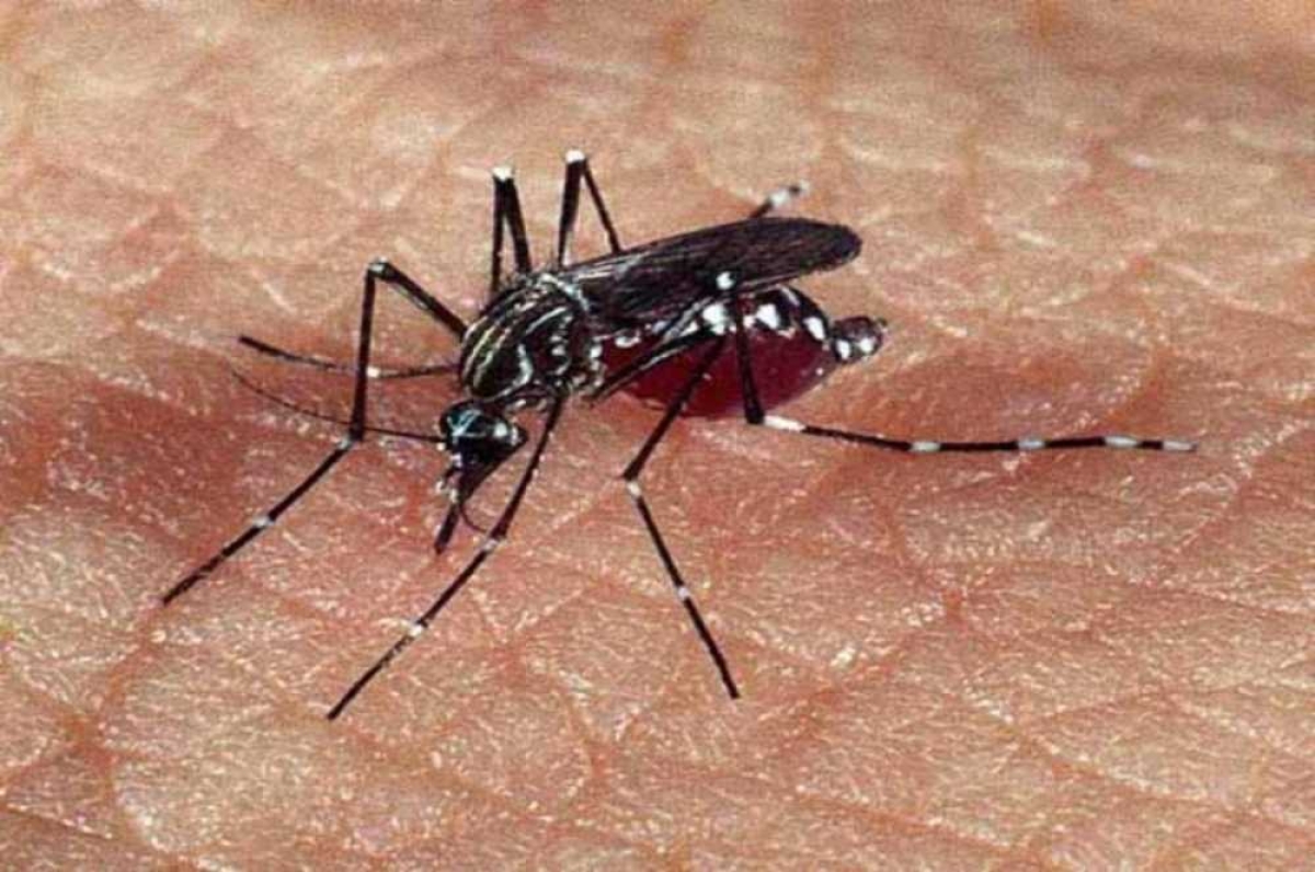 Sergipe: 43 cidades em situação de alerta ou risco para dengue (Foto: Agência Brasil)