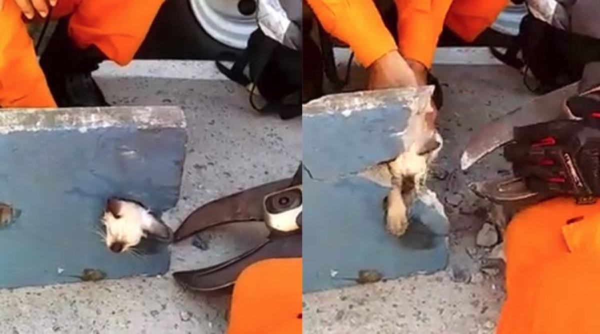Bombeiros resgatam gato com a cabeça presa em buraco (Foto: SSP/SE)