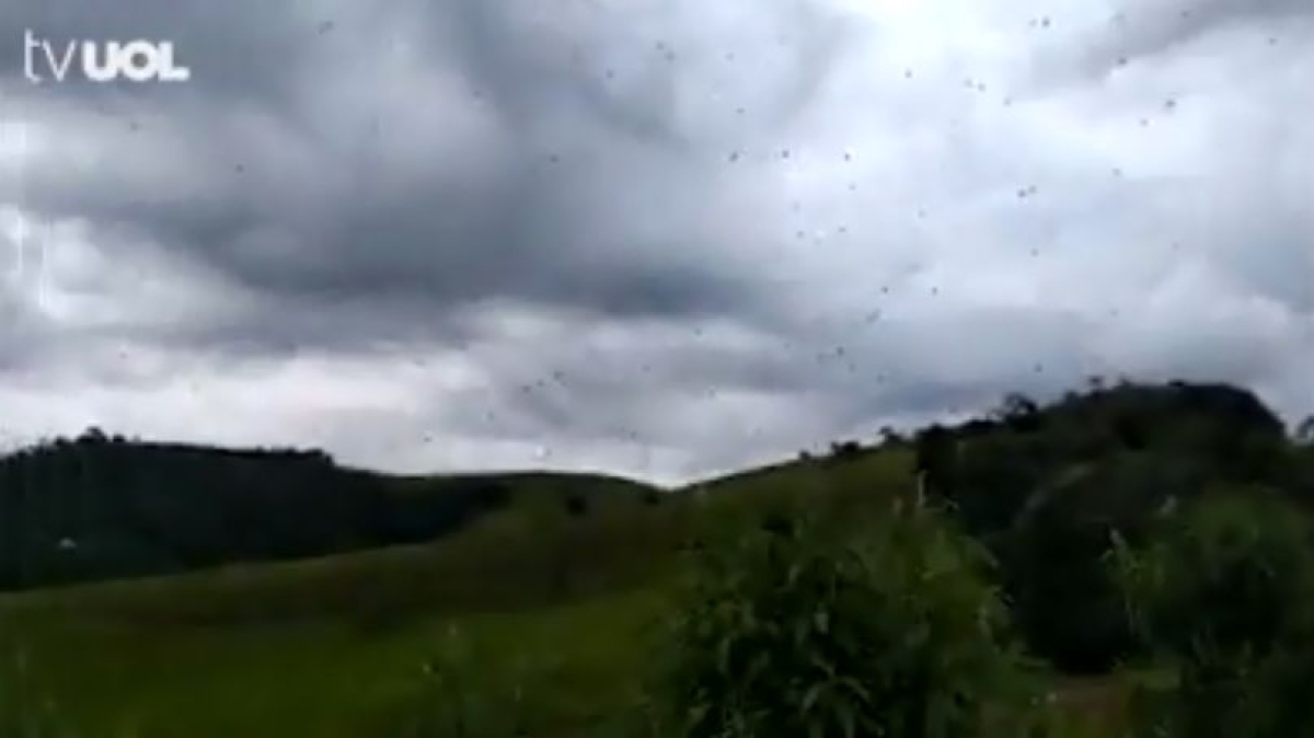 Morador flagra "chuva de aranhas"; assista ao fenômeno  (Imagem: Reprodução de vídeo/ TV UOL)