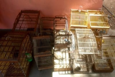Pelotão Ambiental flagra cativeiro ilegal de aves silvestres (Foto: PM/SE)
