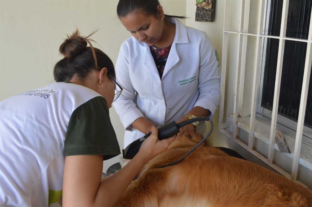 Cuidados com os cães no hotelzinho (Foto: Portal Infonet)