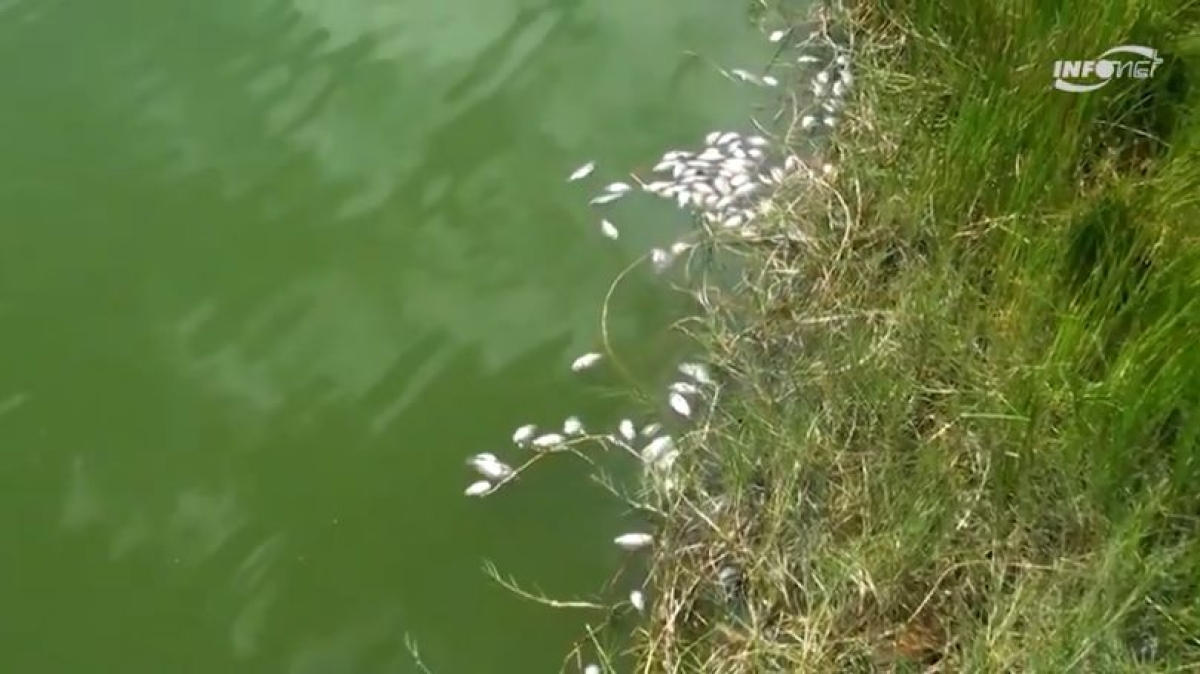 Temperatura e superpopulação mataram peixes na Sementeira, diz laudo (Imagem: Reprodução de vídeo/ Portal Infonet)