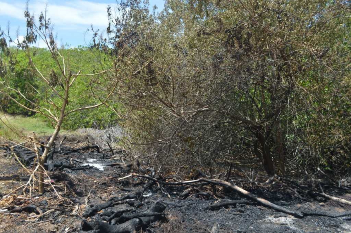Vegetação no Parque dos Cajueiros é acometida por incêndio (Foto: Portal Infonet)