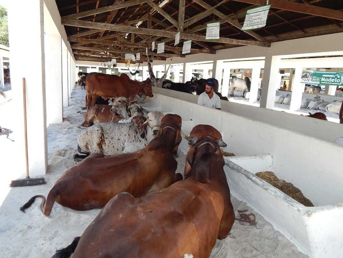 7ª Feira Agropecuária no Parque de Exposições (Foto: Via Senar/SE)
