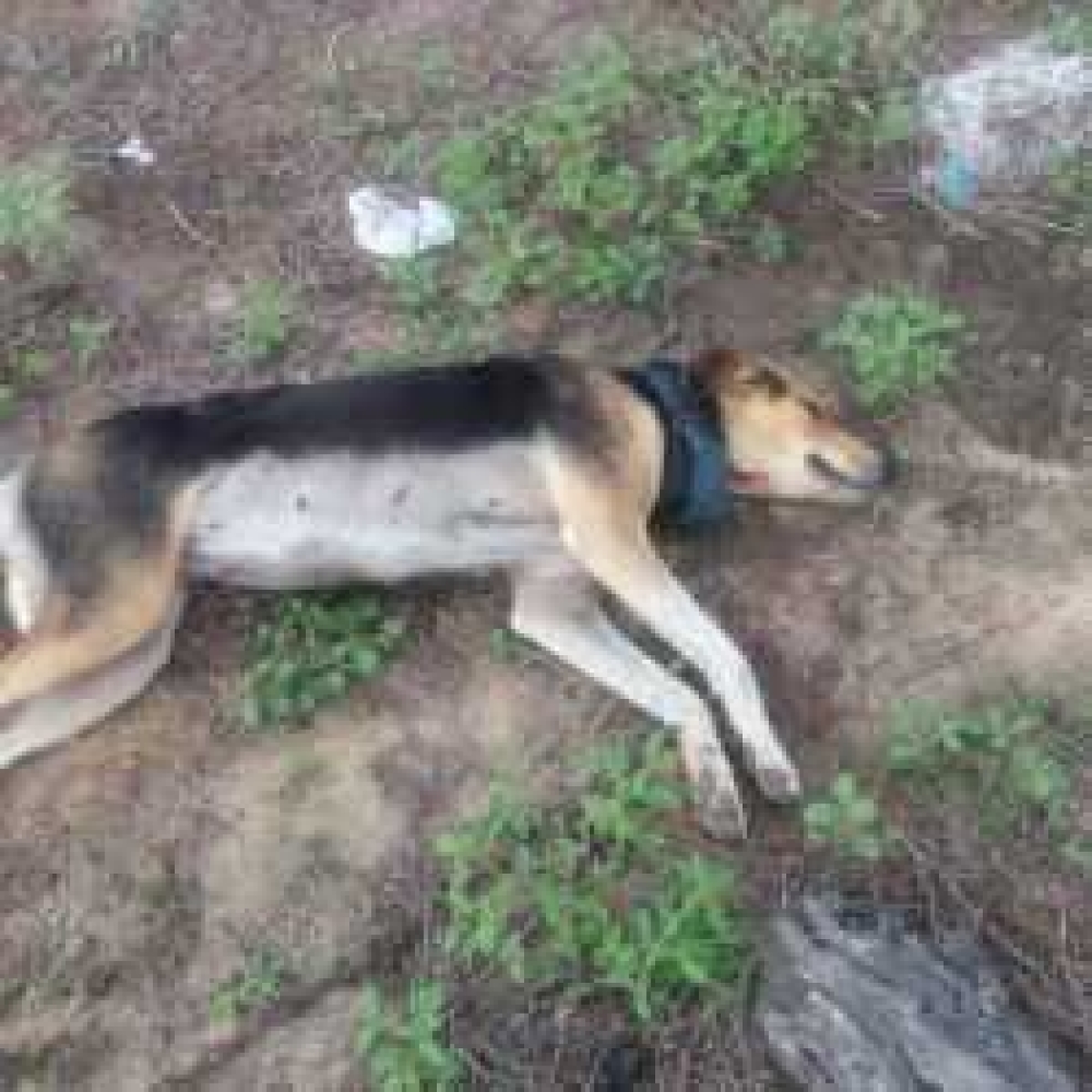 Fazendeiro é acusado de matar dois cachorros do vizinho a tiros (Foto: Via FaxAju)