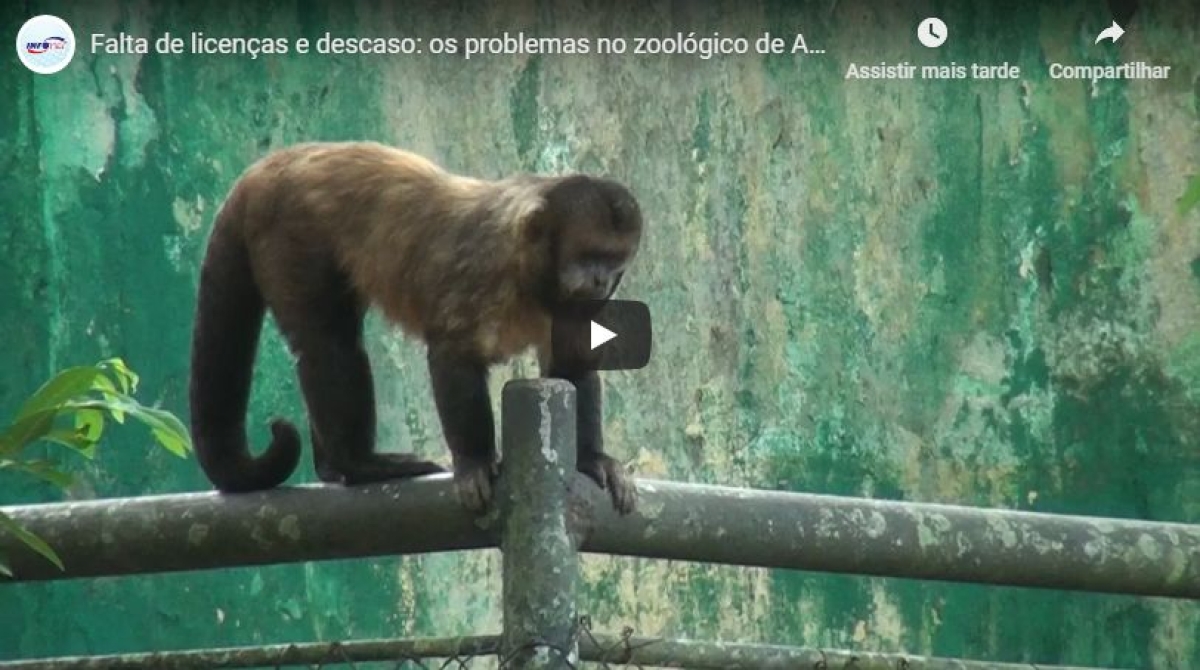 Falta de licenças e descaso: os problemas no zoológico de Aracaju (Imagem: Reprodução de vídeo/ YouTube/ Portal infonet)