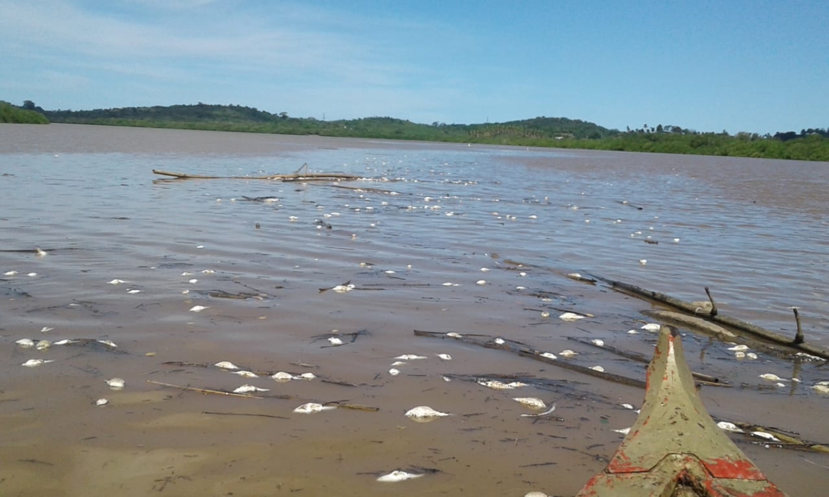 Adema investiga mortandade de peixes no rio Sergipe (Foto: Adema)