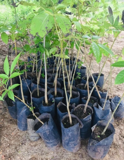 5000 mudas produzidas na Biofábrica do Parque Tecnológico potencializam a apicultura de Sergipe (Foto: SergipeTec)