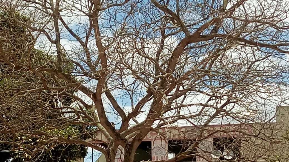 Árvores com suspeita de envenenamento (Foto: Adema)