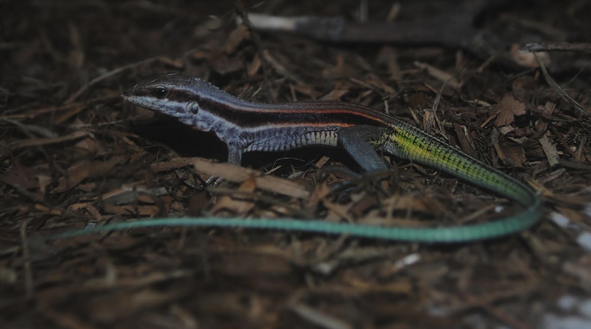 Dia Mundial do Meio Ambiente : Calango do Abaeté pede socorro para evitar a sua extinção (Foto: Moacir Tinoco)