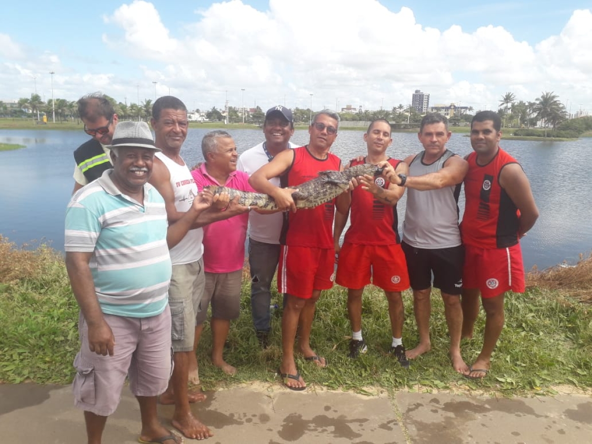 Jacaré é capturado pelo Corpo de Bombeiros após 14 dias solto (Foto: SSP/SE)