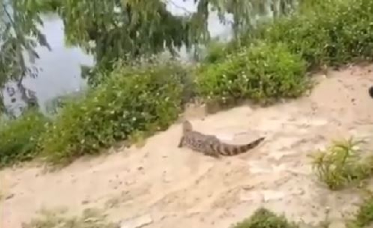 Jacaré é solto em área de preservação ambiental (Imagem: Reprodução de vídeo/ Instagram/ Governo de Sergipe)