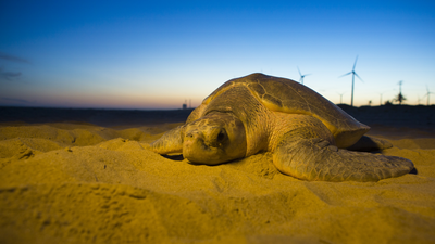 Tartaruga gigante em praia (Foto: Projeto Tamar)