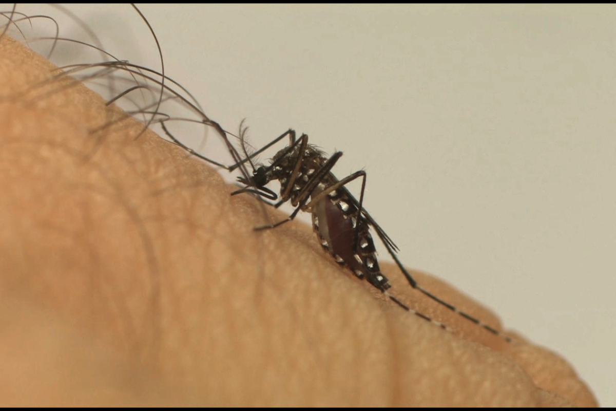 Em um ano, incidência da dengue no país aumenta 600% (Foto: Divulgação/ Fiocruz)