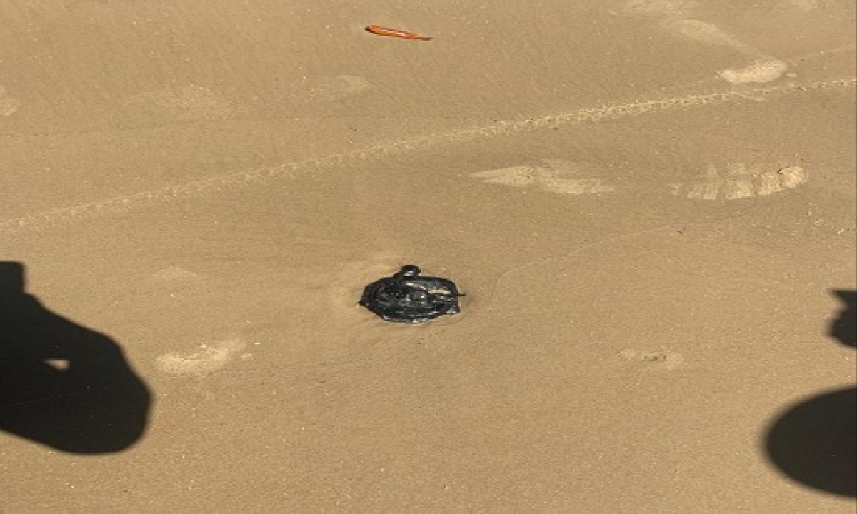 "Bolotas" de óleo são encontradas em várias partes do litoral Sul de Sergipe (Foto: Portal Infonet)