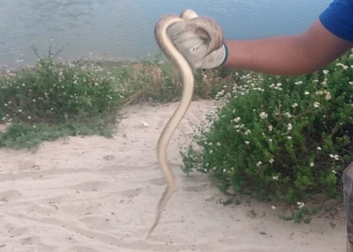 A cobra capturada estava em condições de soltura (Foto: Adema)
