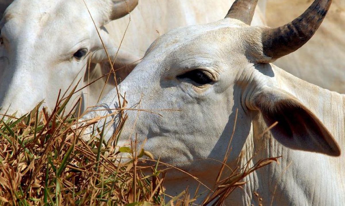 Ministério da Agricultura confirma vacinação contra a febre aftosa (Foto de arquivo: Agência Brasil)