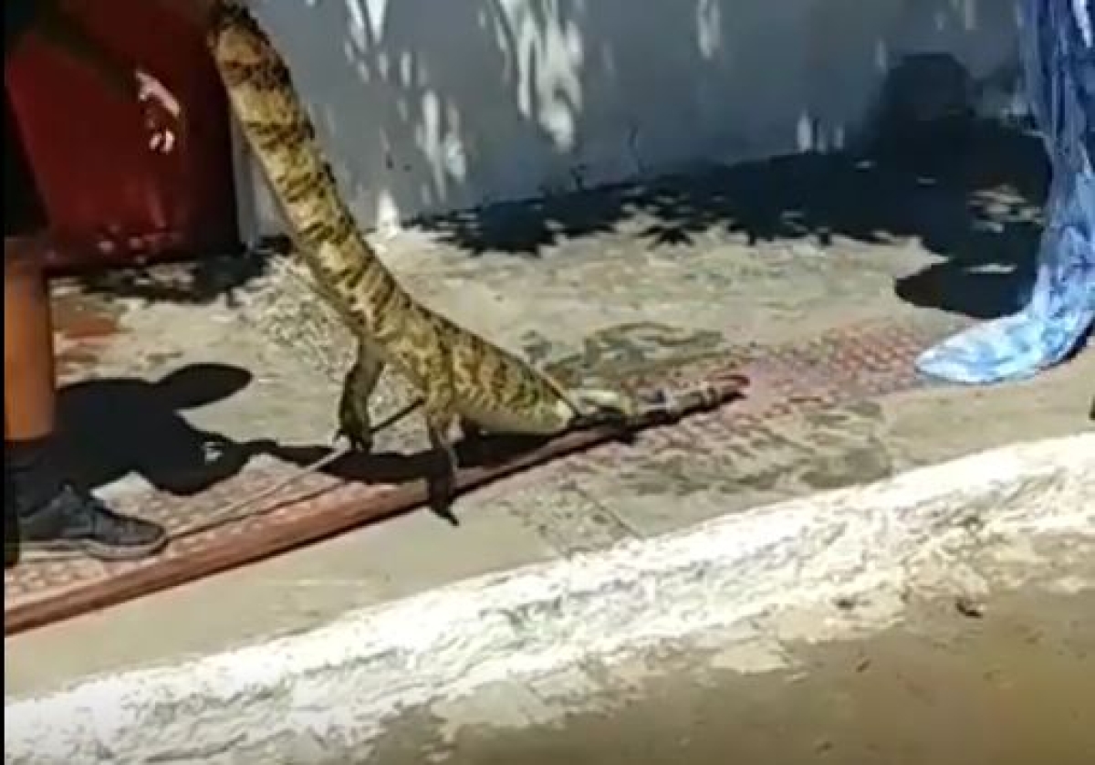 Jacaré foi resgatado no último sábado e solto em seguida no rio Poxim (Imagem: Recorte de vídeo divulgado pelo Aracaju Agora Notícias)