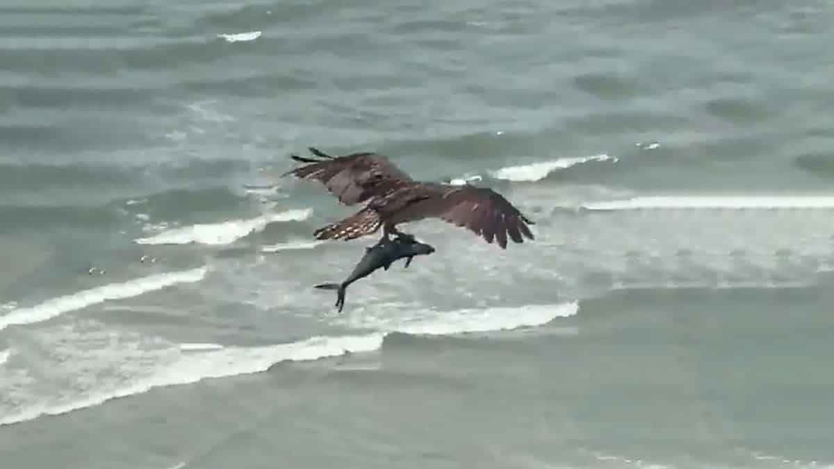 Ave captura tubarão na praia e vídeo viraliza nas redes sociais (Imagem: Reprodução/ Twitter)