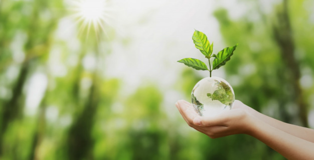 Proteção às Florestas: manutenção da biodiversidade desempenha funções essenciais para os seres humanos (Foto: Pickfree)