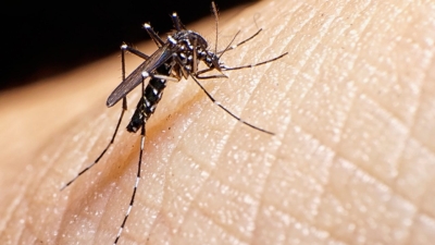 SES divulga Boletim Epidemiológico da Dengue, Chikungunya e Zika (Foto: SES/SE)