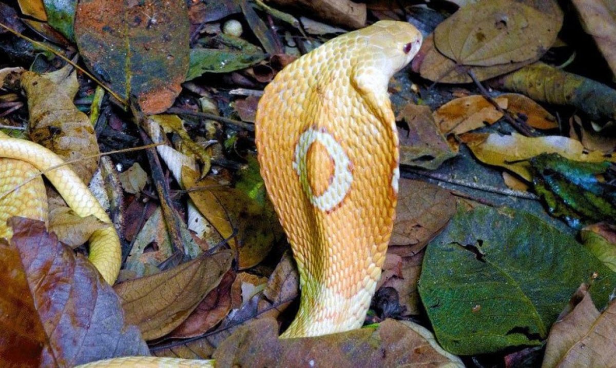 Cobra Naja Kaouthia, conhecida como Naja de Monóculos (Foto: Assessoria de Imprensa Unit)