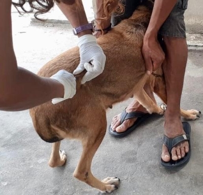 A vacinação é recomendável para animais com mais de três meses e que não esteja passando por tratamento de (Foto: Ascom SMS/ Aracaju)