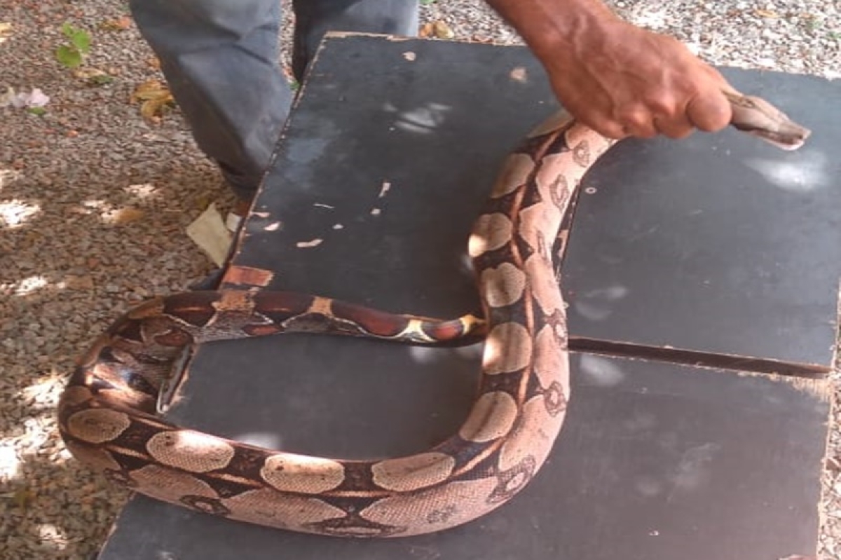 PM apreende cobras em cativeiro no Fernando Collor (Foto: PM/SE)