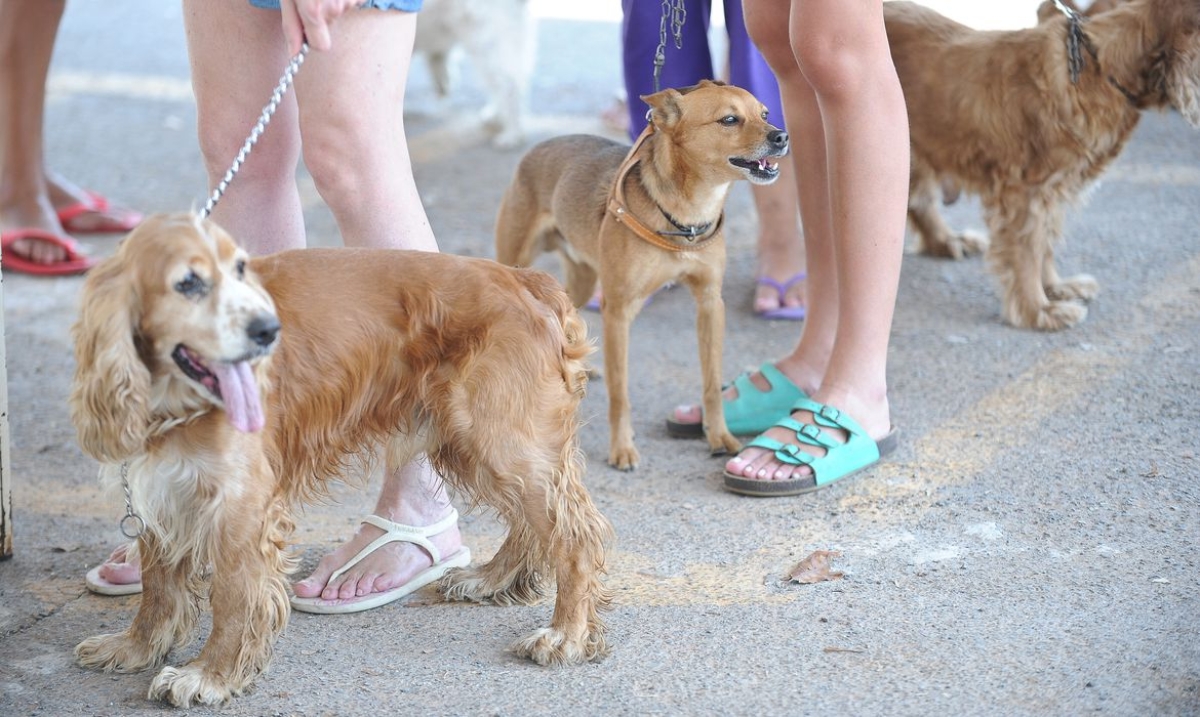 Fiocruz identifica cão e gato com anticorpos contra novo coronavírus (Foto: Fábio Rodrigues Pozzebom/ Agência Brasil)