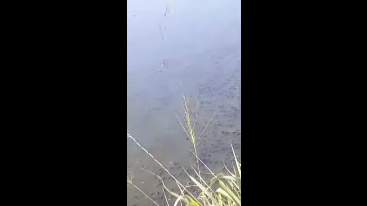 Adema analisa mortandade de peixes em barragem de Glória (Imagem: Reprodução de vídeo/ YouTube/ Portal Infonet)