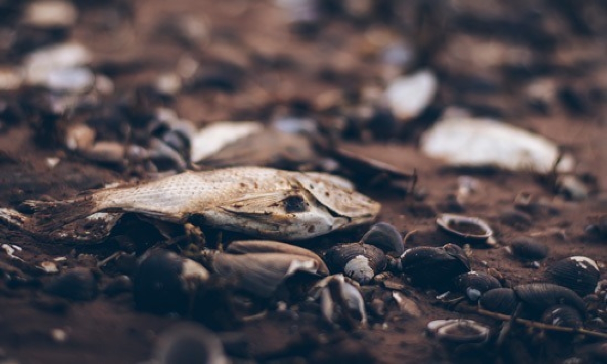 Adema não descarta ação humana em mortandade de peixes no Rio do Sal (Foto ilustrativa: Freepik)