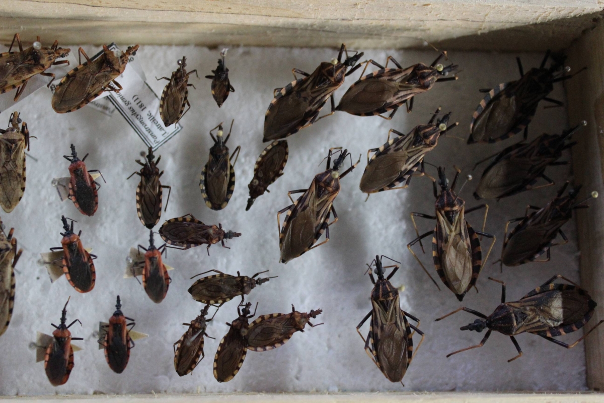 Ministério da Saúde, em parceria com o ITP, Unit e Lacen, promove capacitação de técnicos para identificação de vetores da Doença de Chagas (Foto: Assessoria de Imprensa ITP)