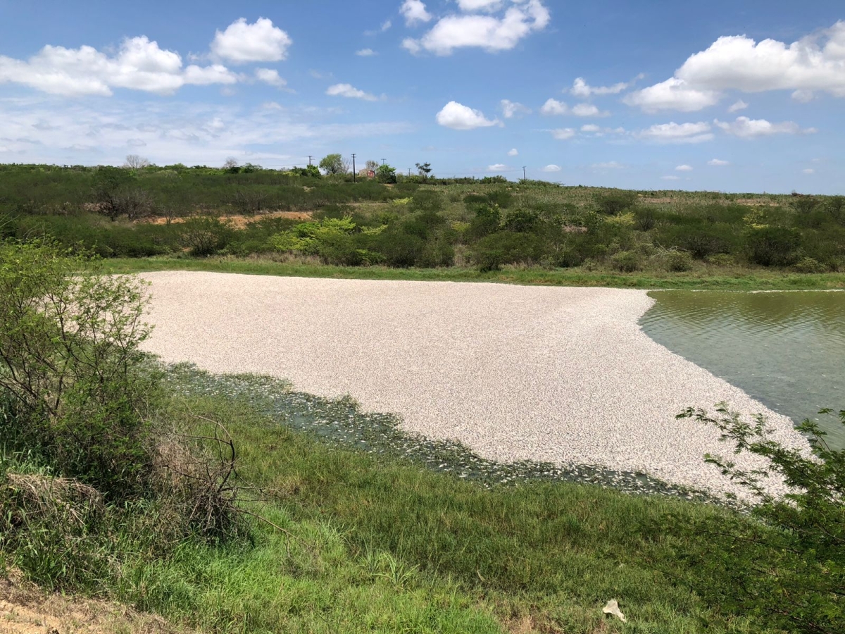 Adema fiscaliza mortandade de peixes em barragem de Glória (Foto: Grupo JNS News/ Rede Social)