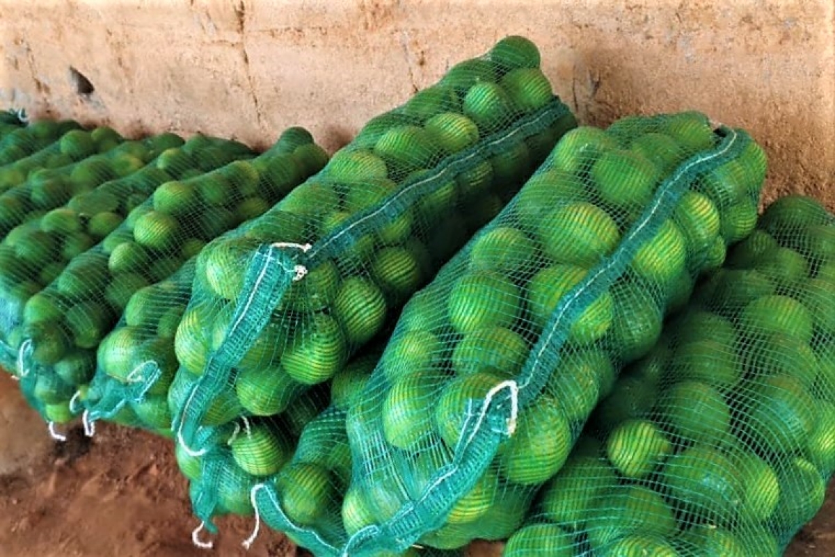 Alto Sertão começa a produzir limão taiti com o suporte da irrigação pública estadual (Foto: Arquivo Pessoal)
