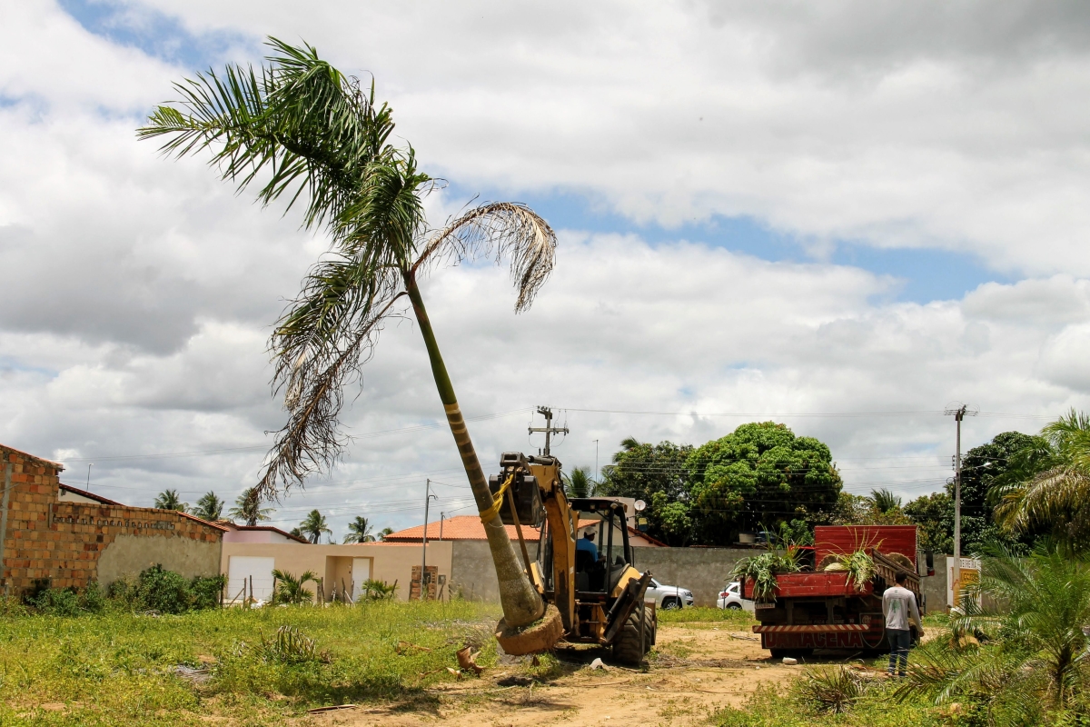 Irrigação pública dá suporte a viveiros de mudas e plantas ornamentais em Lagarto (Foto: Fernando Augusto/ Cohidro/SE)