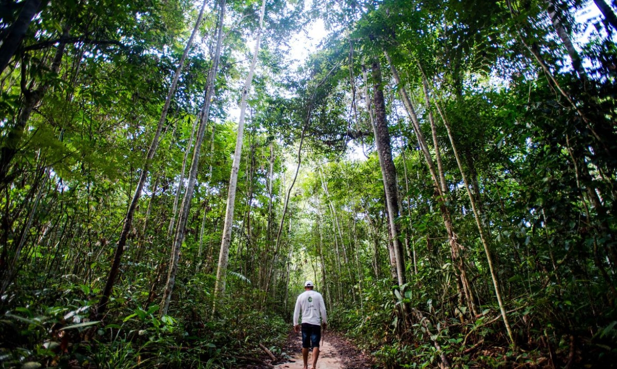 Ibama define combate ao desmatamento na Amazônia como prioridade (Foto: Marcelo Camargo/ Agência Brasil)