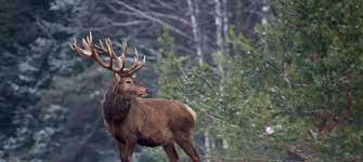 Nova linhagem do coronavírus é encontrada em cervos (Foto: Olhar Digital)