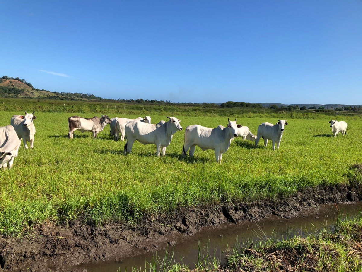 Senar Sergipe abre credenciamento para Assistência Técnica e Gerencial aos produtores rurais (Foto: Senar/SE)
