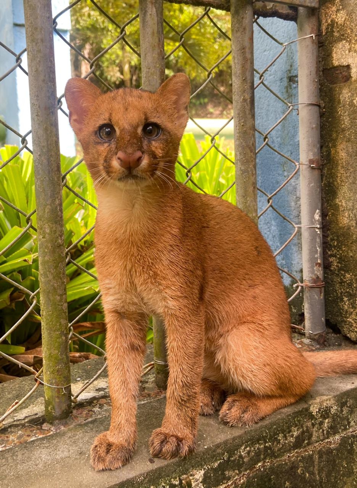 Adema recebe entrega voluntária de gato-mourisco (Foto: Adema)