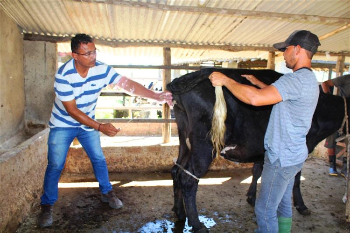 Prefeitura garante melhoramento genético de bovino em Estância (Foto: Prefeitura de Estância)