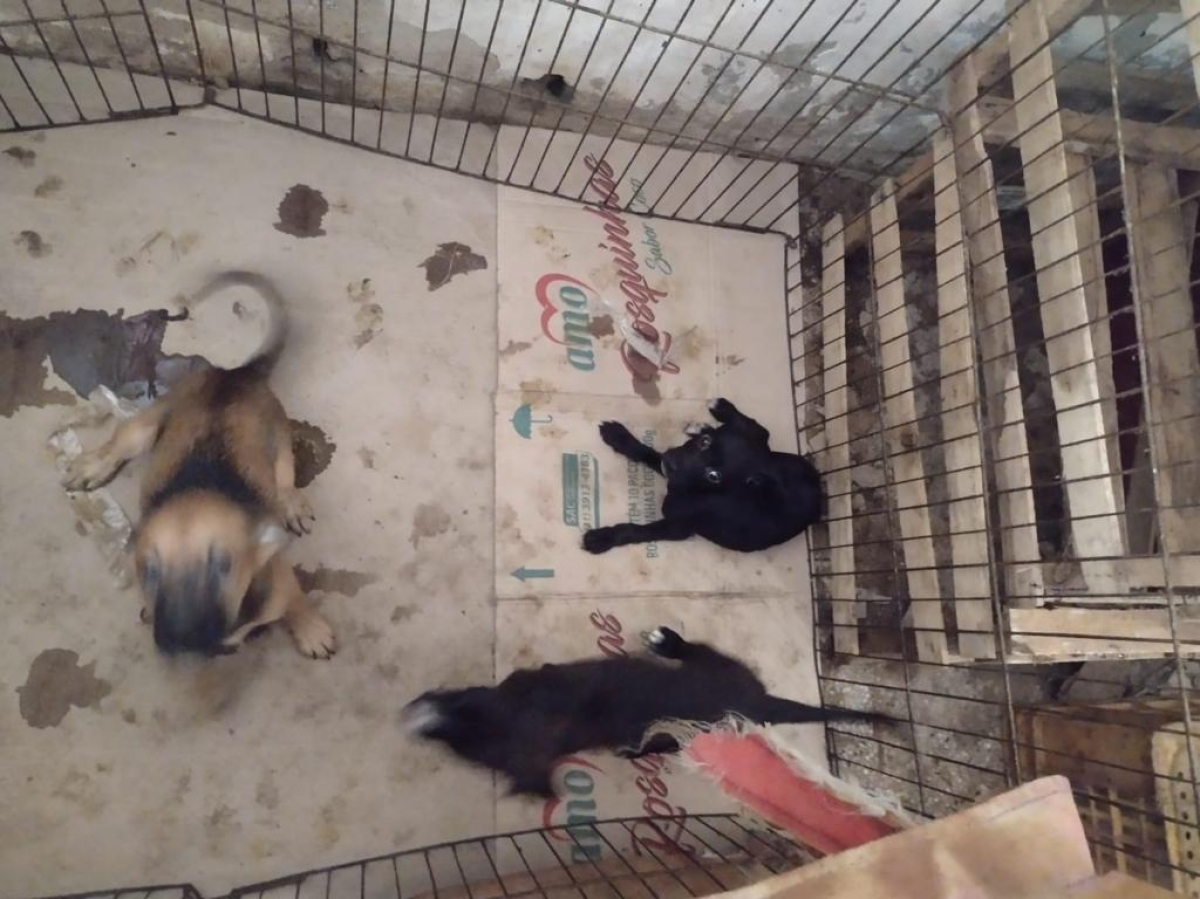 Depama resgata filhotes de cachorro em situação de maus-tratos em Aracaju (Foto: SSP/SE)